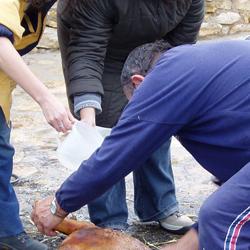 Matanza del cerdo