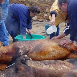 Matanza del cerdo