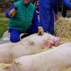 Matanza del cerdo