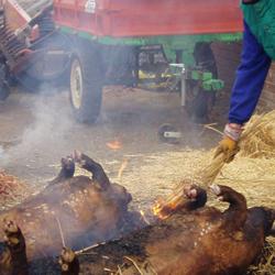 Matanza del cerdo